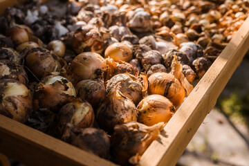 Bunches of young onions with brown and yellowish skins are spread out on a wooden tray. The onions vary in size and appear freshly harvested, with some soil still clinging to their surfaces. 