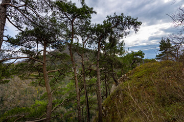 Obraz premium Forest with trees and a cloudy sky