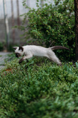 A small Siamese kitten sits inside a woven wicker basket, which is being held by a person’s hand. The basket’s texture is detailed, showcasing its intricate weave.