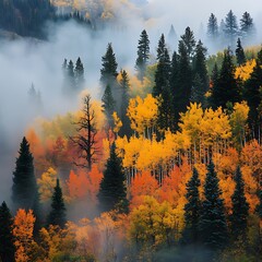 Golden beams filter through red orange leaves in tranquil forest Image