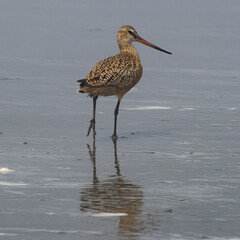 A solitary bird gracefully stands on wet sand by the coastline, reflecting the tranquility of nature and the delicate balance of wildlife in a serene environment.
