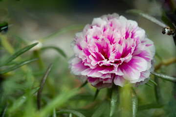 A white and cerise pink Moss-rose purslane or portulaca grandiflora rose. Close-up, macro photo with a green blurry background