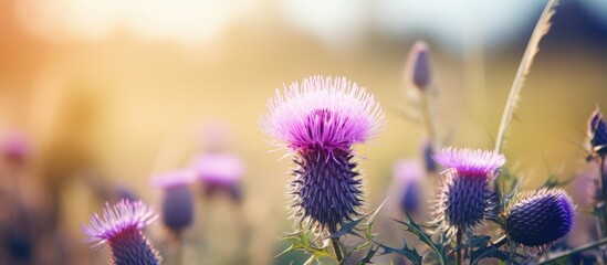 Vibrant purple thistle flowers surrounded by soft blurred golden background with warm sunlight highlighting the natural beauty of a meadow scene.