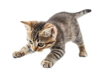 Obraz premium Adorable Tabby Kitten in Playful Pose: A Captivating Image of Feline Youth and Energy