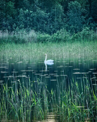Beautiful summer landscape with lake and swan