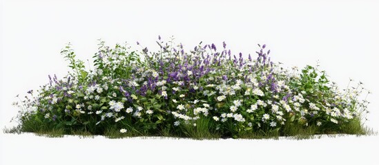 Colorful spring grass and daisies with purple wildflowers clustered in a lush mound isolated on a white background, featuring vibrant greens and whites.