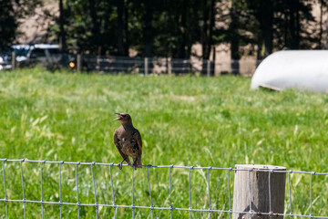 A bird sitting on a wire fence, singing its heart out amidst a lush green field, symbolizes the beauty of nature and the joyful sounds of wildlife in the countryside.