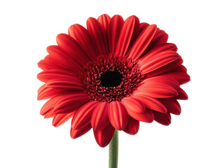 Stunning Close-Up of a Vibrant Red Gerbera Daisy Flower Blossom
