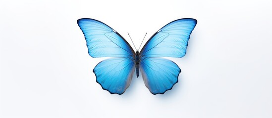 Pale blue butterfly displaying full wingspan against a clean white background, softly shadowed for gentle visual depth and elegance.