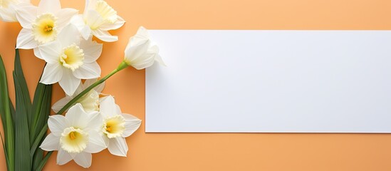 Spring narcissus flowers in white and yellow on a soft orange background next to a blank message card positioned to the right for customizable notes.