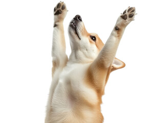 Adorable Shiba Inu Puppy Reaching Upwards with Paws Raised High in Playful Exuberance