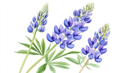 Fototapeta premium Purple lupine flowers with green leaves on white background