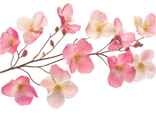 Delicate Pink Blossoms Branch Against Transparent Background: A Stunning Floral Display