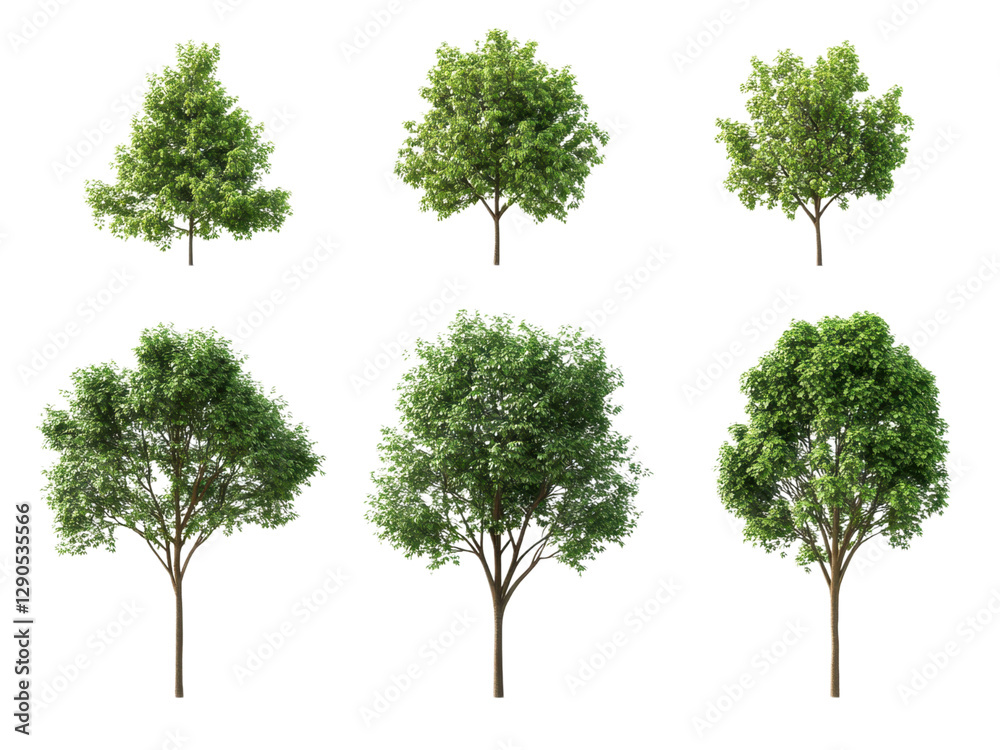 Fototapete collection of six lush green trees isolated on transparent background for landscaping design and arc