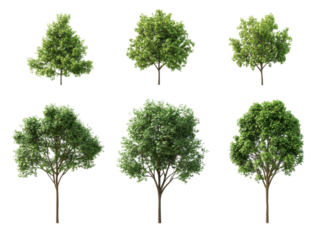 Collection of Six Lush Green Trees Isolated on Transparent Background for Landscaping Design and Architectural Visualization