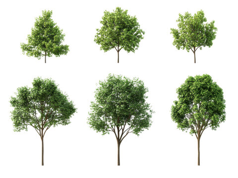 Collection of Six Lush Green Trees Isolated on Transparent Background for Landscaping Design and Architectural Visualization