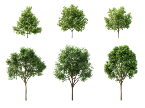 Collection of Six Lush Green Trees Isolated on Transparent Background for Landscaping Design and Architectural Visualization