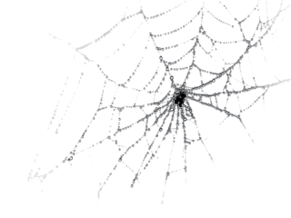 Intricate Spiderweb Design: A Close-Up Macro Photograph of a Delicate Spider's Web Structure