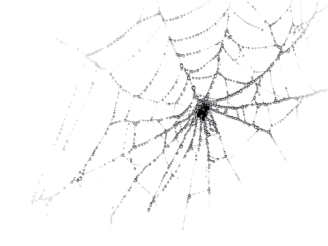 Intricate Spiderweb Design: A Close-Up Macro Photograph of a Delicate Spider's Web Structure