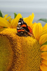 Red admiral butterfly on a yellow sunflower..