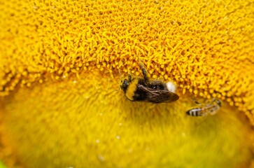 Bumblebee on a yellow flower on a sunflower.