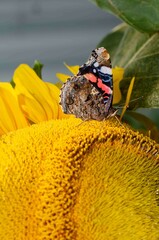 Admiral butterfly on a yellow flower on a sunflower.
