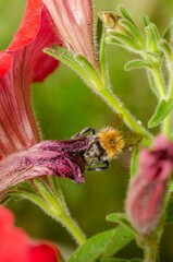Bumblebee pollinating a red Petunia flower.