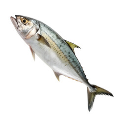 Obraz premium transparent background Pacific Mackerel: Fish Image