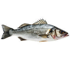 Fototapeta premium transparent background Fresh Sea Bass: Recipes & Info