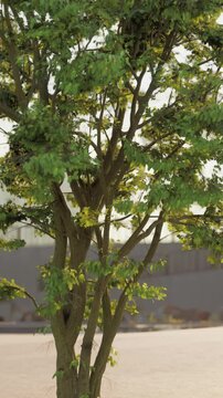 A small tree with vibrant green leaves growing in front of a building in an urban setting.