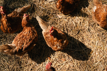 Brown Hen Farm, Chicken Laying Eggs in the Countryside, Organic Agriculture and Food Production, Surrounded by Roosters, Nature Rural Charm