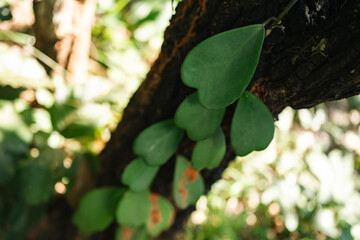 Green Leave Foliage Forest, Abstract Texture of Nature Flora, Capturing Vibrant Color of Spring and Summer, Bright Fresh Background, Inspiration Design Wallpaper