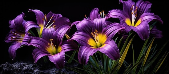 Vibrant royal purple day lilies with yellow-green throats arranged elegantly against a dark background showcasing their floral beauty.