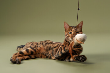 A Bengal cat lies on a green surface while playing with a plush toy. The soft lighting makes the...
