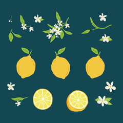 Hand drawn Lemon illustration collection vector