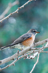 robin on a branch
