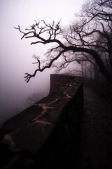 Scenic misty wall walk with bare trees, conveying mystery and calm for tourism