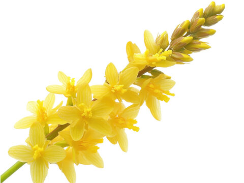 Golden Bulbine Natalensis Floral Display Against Transparent Backdrop