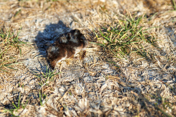 Dead shrew lying on dry grass and dirt