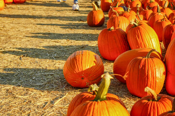pumpkins and gourds