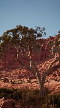 A lone tree stands resilient in the barren Nevada desert, surrounded by vast stretches of sand and rock.