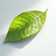Obraz premium Detailed image of fresh bergamot leaf on reflective surface softly lit