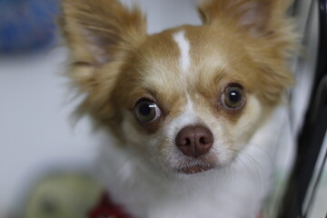 A lovely and loyal dog