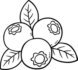Vector Cartoon Hand Drawn Blueberries Line Art