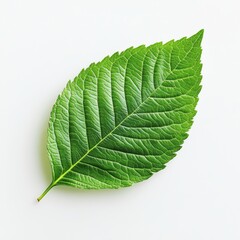 Obraz premium White background with green leaf illustration