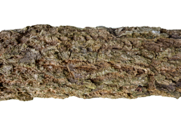 Cracked Tree Bark Texture for Creative Projects and Text Placement