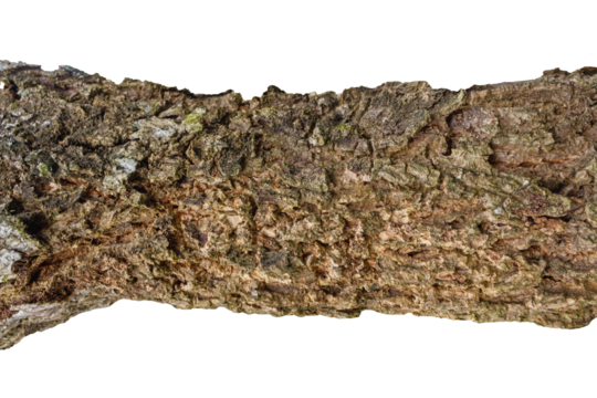 Cracked Tree Bark Texture for Creative Projects and Text Placement
