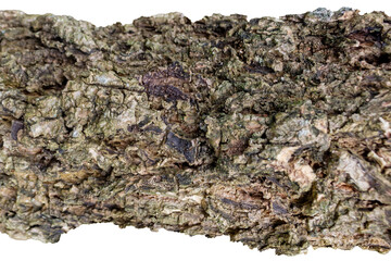 Cracked Tree Bark Texture for Creative Projects and Text Placement