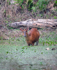 photo of muntjac or barking deer.this photo was taken from Chittagong.Bangladesh