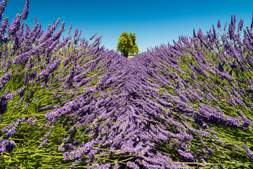 A picturesque view of lavender fields in full bloom, creating a beautiful purple maze under a bright blue sky, evoking feelings of peace and tranquility.